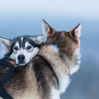 罗瓦涅米雪橇主题:雪地摩托&冰哈士奇雪橇/驯鹿雪橇 罗瓦涅米雪橇主题:雪地摩托&冰哈士奇雪橇/驯鹿雪橇