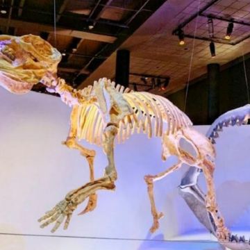 美国+休斯顿美术馆+赫曼公园一日游/行程可调-可定制 美国+休斯顿美术馆+赫曼公园一日游/行程可调-可定制