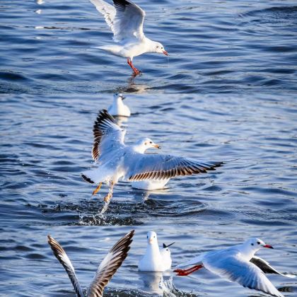 【包车游】库尔勒博斯腾湖莲海世界+大河口包车一日游 【包车游】库尔勒博斯腾湖莲海世界+大河口包车一日游