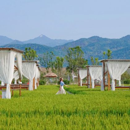 黄梅袁夫稻田/问梅村+黄梅宴一日游 黄梅袁夫稻田/问梅村+黄梅宴一日游