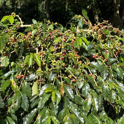 彰化南投-咖香茶薰 彰化南投-咖香茶薰