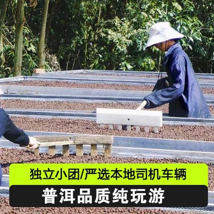 普洱太阳河森林公园+普洱·大开河(野鸭塘河谷庄园)一日游 普洱太阳河森林公园+普洱·大开河(野鸭塘河谷庄园)一日游