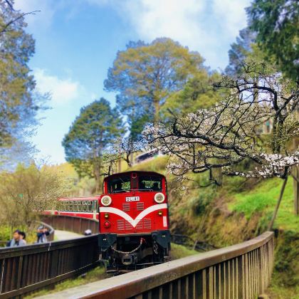台湾阿里山国家风景区包车一日游【阿里山或高雄出发】 台湾阿里山国家风景区包车一日游【阿里山或高雄出发】