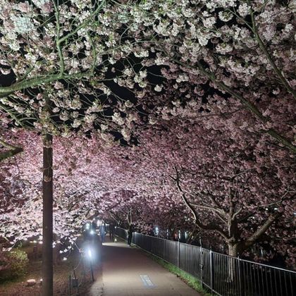 河津樱花+河津赏樱大道+修善寺+竹林小径一日游