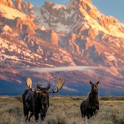 美国+黄石国家公园私享行-盐湖城往返.三进黄石三-日深度游 美国+黄石国家公园私享行-盐湖城往返.三进黄石三-日深度游