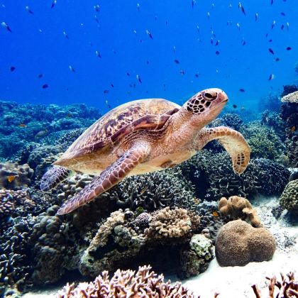 菲律宾杜马盖地出发:APO岛一日游【中文导游/酒店接送】 菲律宾杜马盖地出发:APO岛一日游【中文导游/酒店接送】