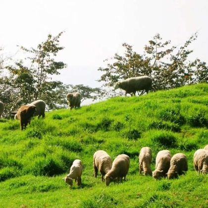 南投‧南投清境农场+合欢山一日游【2人同行1人免费】 南投‧南投清境农场+合欢山一日游【2人同行1人免费】