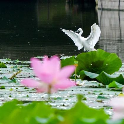 惠州西湖+惠州博物馆+惠州市植物园+白鹤峰东坡祠一日游 惠州西湖+惠州博物馆+惠州市植物园+白鹤峰东坡祠一日游