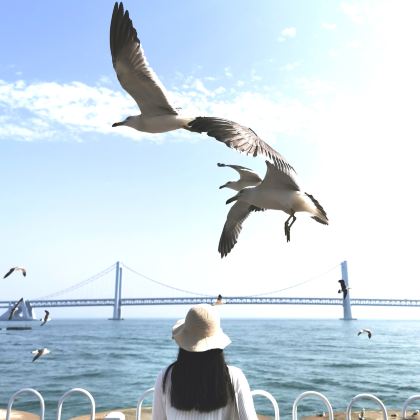 棒棰岛+星海广场一日游 棒棰岛+星海广场一日游