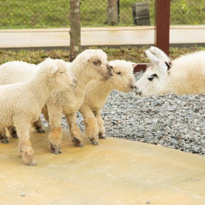 宜兰兰阳博物馆+动物农场+罗东夜市一日游【台北出发】 宜兰兰阳博物馆+动物农场+罗东夜市一日游【台北出发】