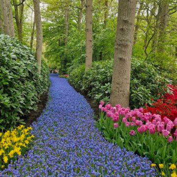 荷兰阿姆斯特丹-库肯霍夫公园-一日游【中文包车自由行】 荷兰阿姆斯特丹-库肯霍夫公园-一日游【中文包车自由行】