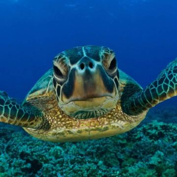 斯里兰卡美瑞莎与海龟浮潜体验【专业导游+浮潜装备】 斯里兰卡美瑞莎与海龟浮潜体验【专业导游+浮潜装备】