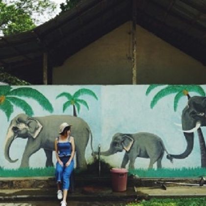 斯里兰卡品纳维拉大象孤儿院+佛牙寺+加达拉德尼亚寺一日游
