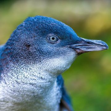 新西兰基督城往返:奥玛鲁一日游|打卡白石古城&蓝企鹅 新西兰基督城往返:奥玛鲁一日游|打卡白石古城&蓝企鹅