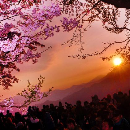 台湾观光巴士{观光局主导}~阿里山一日游{拼车.2人成行} 台湾观光巴士{观光局主导}~阿里山一日游{拼车.2人成行}