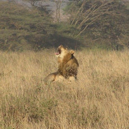 肯尼亚内罗毕马赛马拉国家保护区三日游