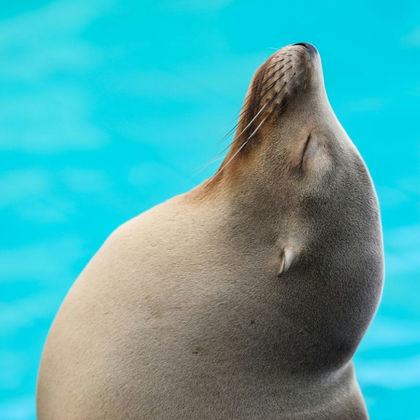 美国波士顿美术博物馆+新英格兰水族馆一日游 美国波士顿美术博物馆+新英格兰水族馆一日游