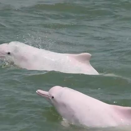 三娘湾出海看海豚/追海䐁(官方正规船票)一人起/可订快艇出海 三娘湾出海看海豚/追海䐁(官方正规船票)一人起/可订快艇出海