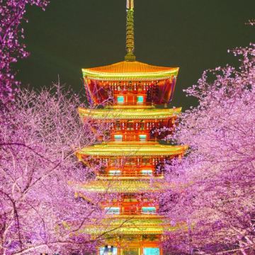 樱花季丨黄鹤楼+东湖+湖北省博+武大+赠轮渡(可选小团) 樱花季丨黄鹤楼+东湖+湖北省博+武大+赠轮渡(可选小团)