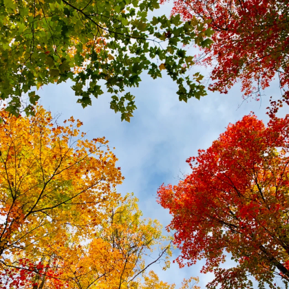 阿岗昆公园漫游+白求恩纪念馆 多伦多包车一日游 阿岗昆公园漫游+白求恩纪念馆 多伦多包车一日游