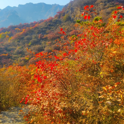 顺平白银坨冰雪节一日游 顺平白银坨冰雪节一日游