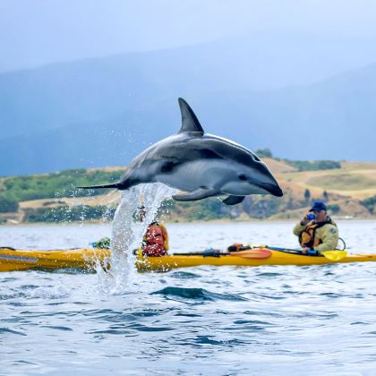 新西兰 凯库拉一日游(基督城出发,含野生动物皮划艇体验)小团 新西兰 凯库拉一日游(基督城出发,含野生动物皮划艇体验)小团