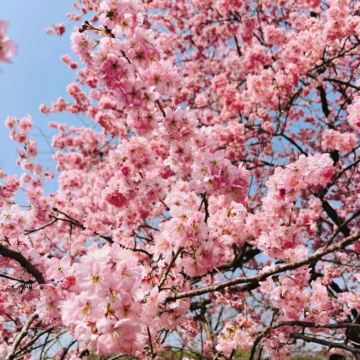 武汉大学赏樱花预约入园半日游丨预约票丨自行看樱花 武汉大学赏樱花预约入园半日游丨预约票丨自行看樱花
