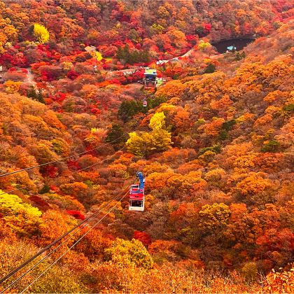 秋季限定赏枫游 | 内藏山国立公园 | 首尔/釜山 出发 秋季限定赏枫游 | 内藏山国立公园 | 首尔/釜山 出发