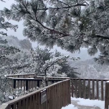 【南阳起止+跟团免60门票】西峡老界岭一日游 【南阳起止+跟团免60门票】西峡老界岭一日游