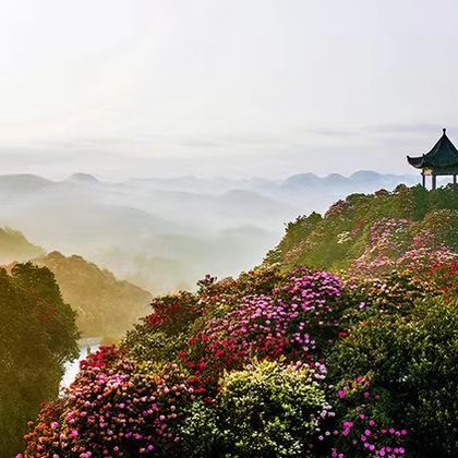 百里杜鹃风景区一日游 百里杜鹃风景区一日游