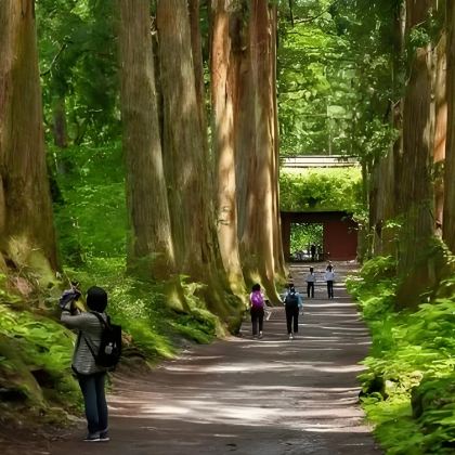 日本户隐神社一日游【巨人之森|千年灵修巡礼圣地】 日本户隐神社一日游【巨人之森|千年灵修巡礼圣地】