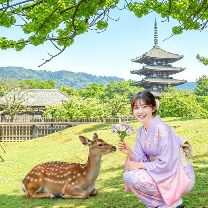 京都&奈良&宇治一日游丨奈良公园+平等院+伏见稻荷+东大寺 京都&奈良&宇治一日游丨奈良公园+平等院+伏见稻荷+东大寺