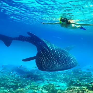 普吉岛出发:皮皮群岛+玛雅湾+鸡蛋岛 一日游|含上岛费 普吉岛出发:皮皮群岛+玛雅湾+鸡蛋岛 一日游|含上岛费