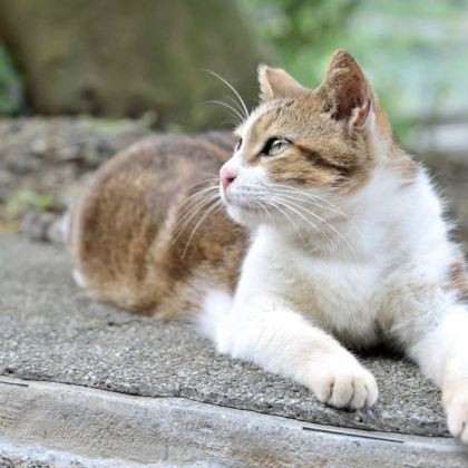 野柳地质公园~猴硐猫村~十分老街含天灯体验~九份老街包车日游 野柳地质公园~猴硐猫村~十分老街含天灯体验~九份老街包车日游