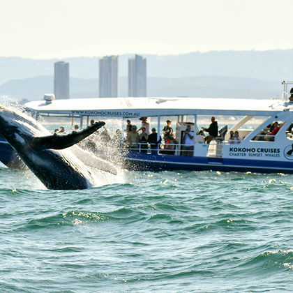 黄金海岸Kokomo Cruises半日游 黄金海岸Kokomo Cruises半日游