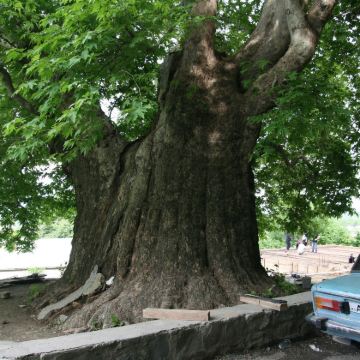 格鲁吉亚锡格那吉老城区+Bodbe女修道院+特拉维巨型悬铃木 格鲁吉亚锡格那吉老城区+Bodbe女修道院+特拉维巨型悬铃木