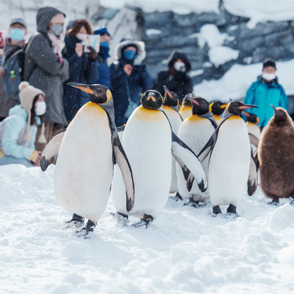 9人小团·旭山动物园+白须瀑布+圣诞树+森林精灵露台一日游 9人小团·旭山动物园+白须瀑布+圣诞树+森林精灵露台一日游