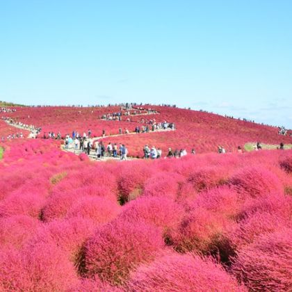 日本茨城国营常陆海滨公园一日游