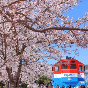 首尔/釜山往返镇海军港樱花节一日游 首尔/釜山往返镇海军港樱花节一日游
