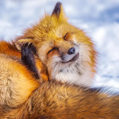 日本仙台+狐狸村+藏王连峰+银山温泉一日游《千与千寻原型》 日本仙台+狐狸村+藏王连峰+银山温泉一日游《千与千寻原型》