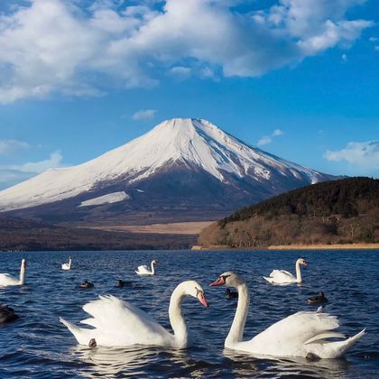 日本东京富士山+山中湖+河口湖一日游 日本东京富士山+山中湖+河口湖一日游
