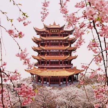 黄鹤楼+省博物馆+东湖(樱花园)+武大+武汉关+轮渡一日游 黄鹤楼+省博物馆+东湖(樱花园)+武大+武汉关+轮渡一日游