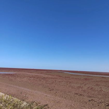 山东黄河口生态旅游区+东营红滩湿地旅游区一日游 山东黄河口生态旅游区+东营红滩湿地旅游区一日游