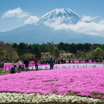 日本东京富士山一日游