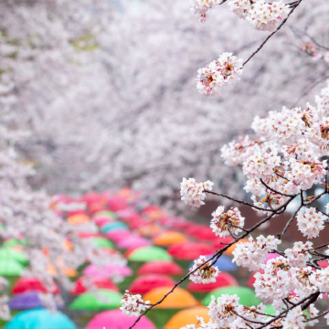 镇海樱花季之旅:余佐川+庆和站公园【可选首尔/釜山出发】 镇海樱花季之旅:余佐川+庆和站公园【可选首尔/釜山出发】