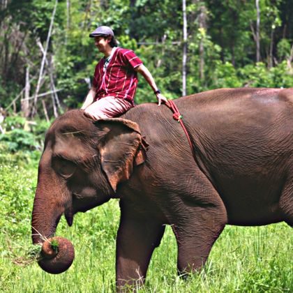 泰国清迈府帕塔拉大象农场半日游