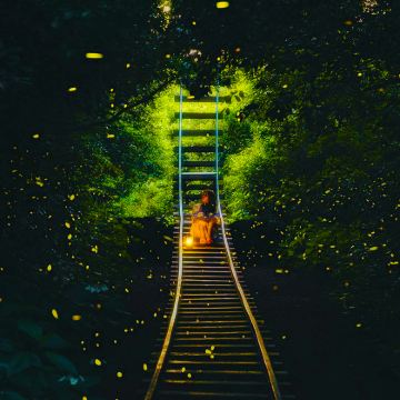 沙巴亚庇weston红树林一日游 海龟苑孟河萤河萤火虫长鼻猴 沙巴亚庇weston红树林一日游 海龟苑孟河萤河萤火虫长鼻猴