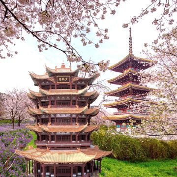 黄鹤楼+省博物馆+东湖(樱花园)+武大+轮渡+江汉关一日游 黄鹤楼+省博物馆+东湖(樱花园)+武大+轮渡+江汉关一日游