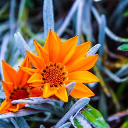 基多出发【安第斯冰火传奇】科托帕希火山与云端秘境一日征服 基多出发【安第斯冰火传奇】科托帕希火山与云端秘境一日征服