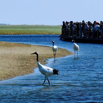 齐齐哈尔扎龙纯玩一日游 齐齐哈尔扎龙纯玩一日游